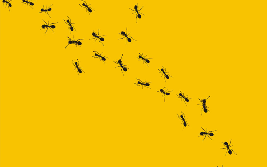 4 Reasons You Should Think Like an Ant