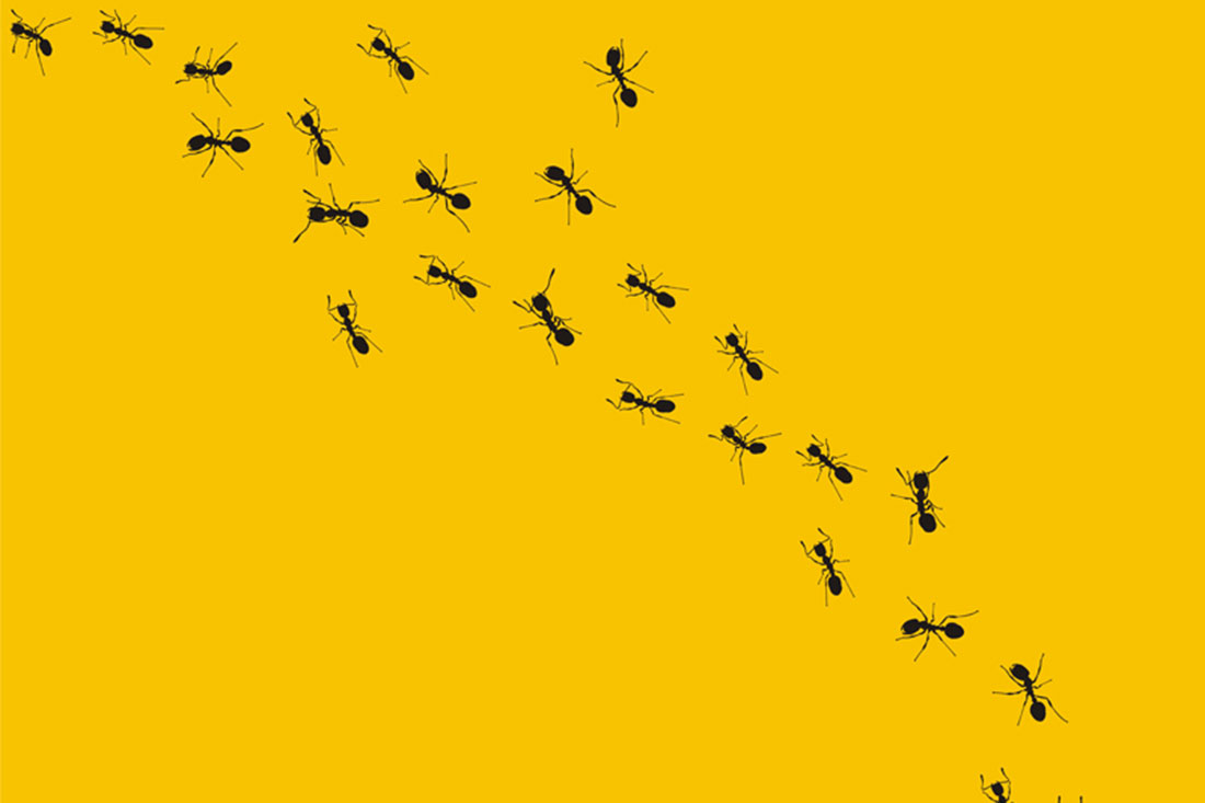 4 Reasons You Should Think Like an Ant